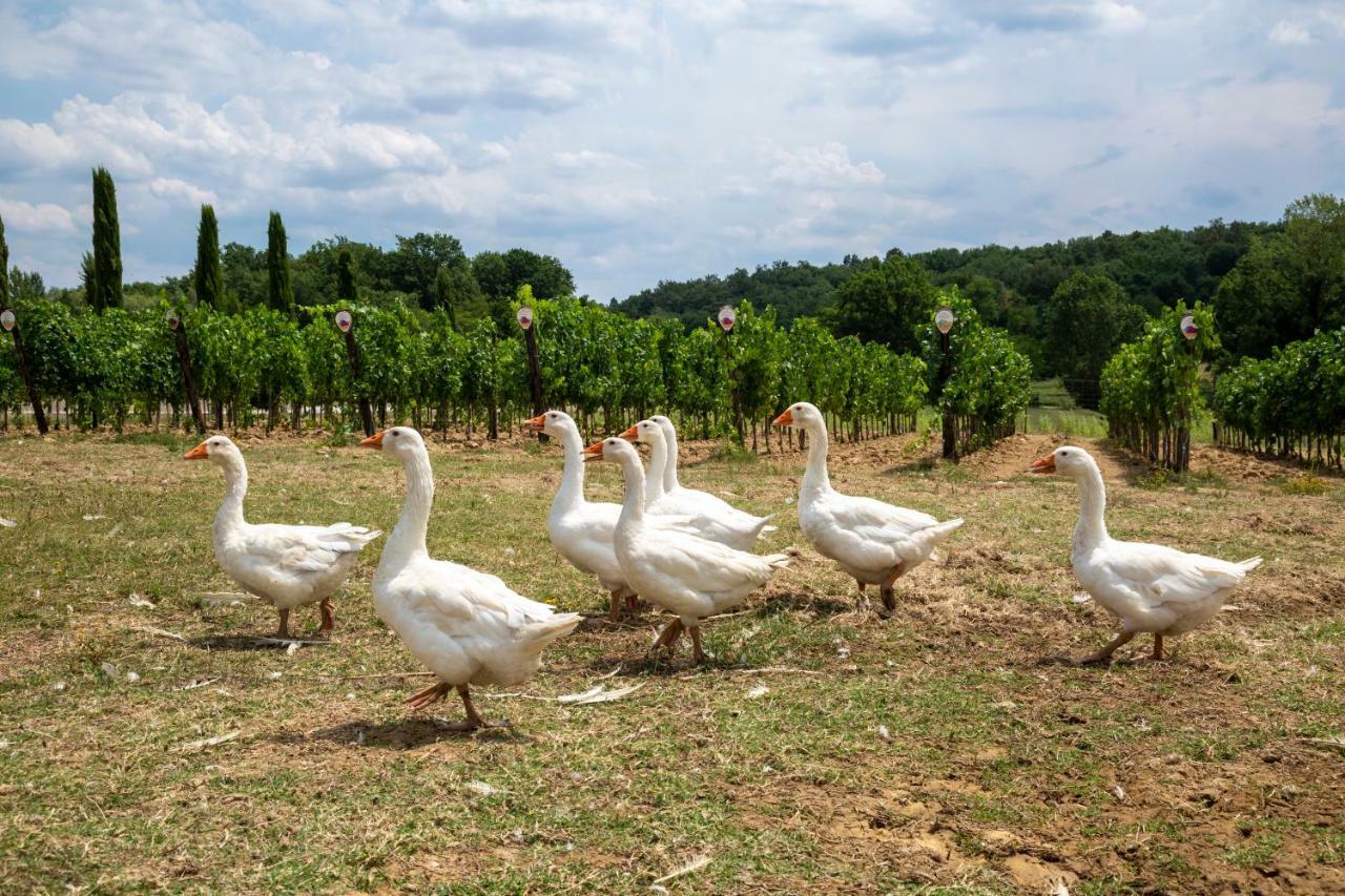 Fattoria La Palagina * Figline Valdarno